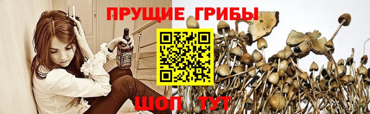 Галлюциногенные грибы Psilocybe Вязники